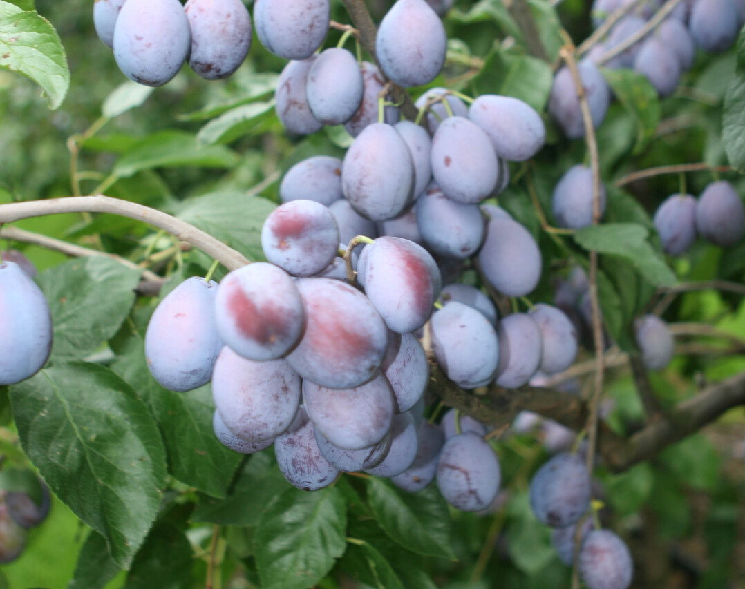 Durch die Blütenfröste im April wird die bundesdeutsche Ernte bei Zwetschgen und Pflaumen laut Bundesamt für Statistik deutlich kleiner ausfallen.