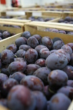 Der Zwetschgenmarkt läuft besser als im letzten Jahr.