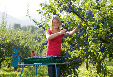 Mit der ersten Anlieferung von Zwetschgen an den Obstgromarkt Mittelbaden ist die Saison im Land erffnet. 