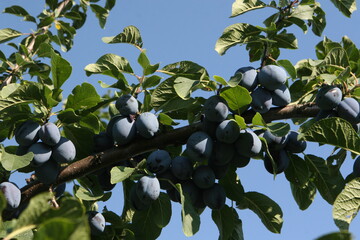 Die Zwetschgenernte ist - wie alle übrigen Früchte auch - in diesem Jahr gut ausgefallen. Auch die Qualität hat gestimmt. Nur die Fruchtgröße litt bei manchen Sorten aufgrund des heißen und trockenen Sommers.