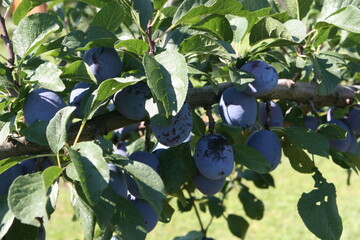 Früher als üblich und in weitaushöherer Menge startet in diesem Jahr die Zwetschgensaison.