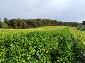 So schn sieht das Versuchsfeld aus. Viele Zwischenfruchtmischungen reihen sich nebeneinander auf.